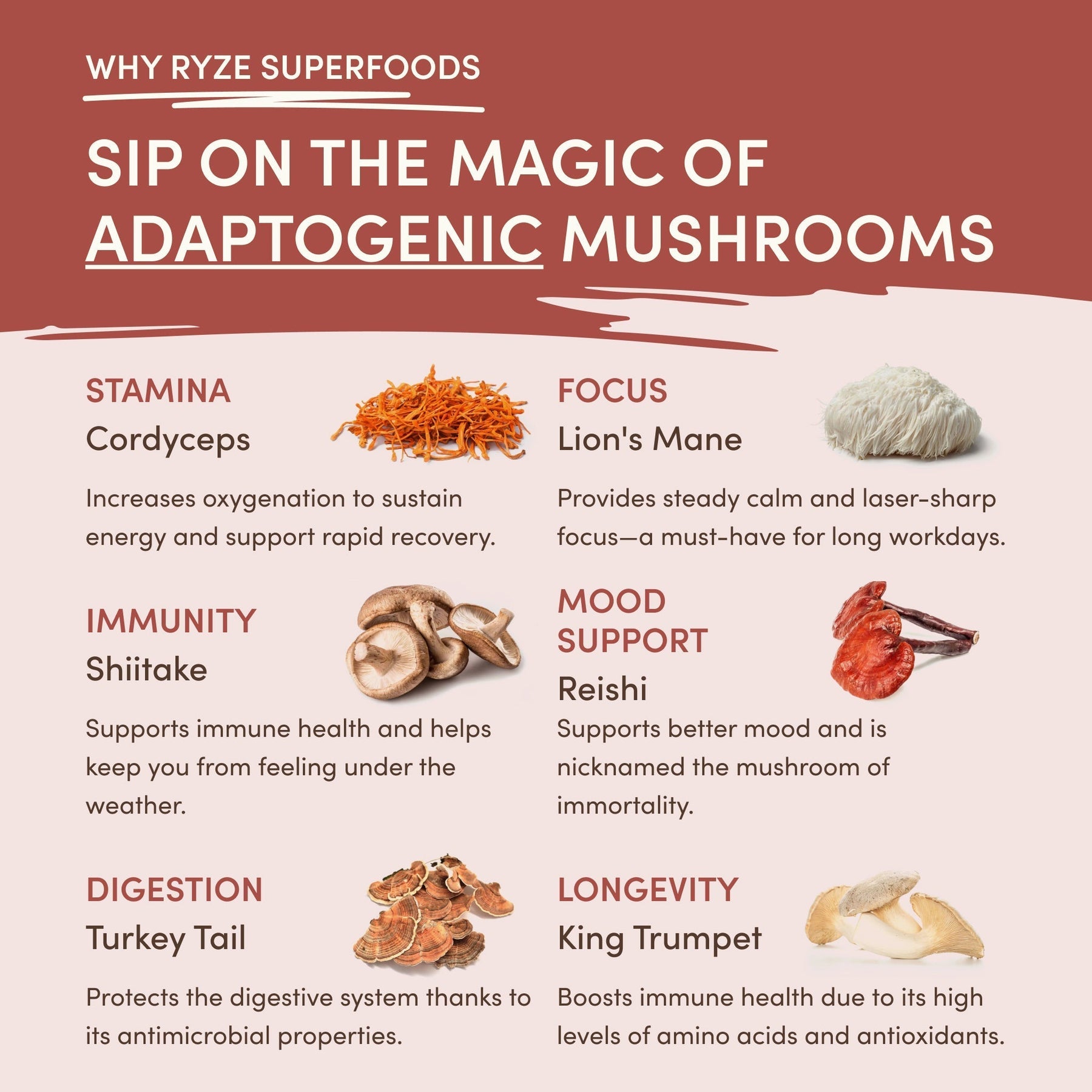 Mushroom Chicory - 30 Serving